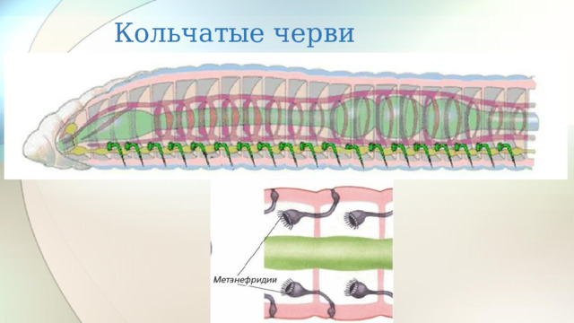 Кольчатые черви 