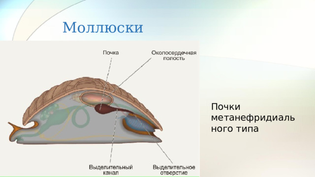 Моллюски Почки метанефридиального типа 