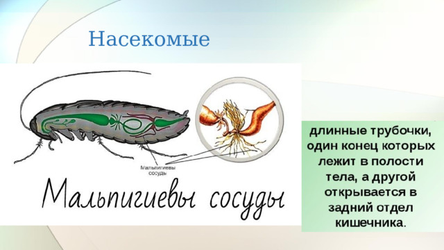 Насекомые 