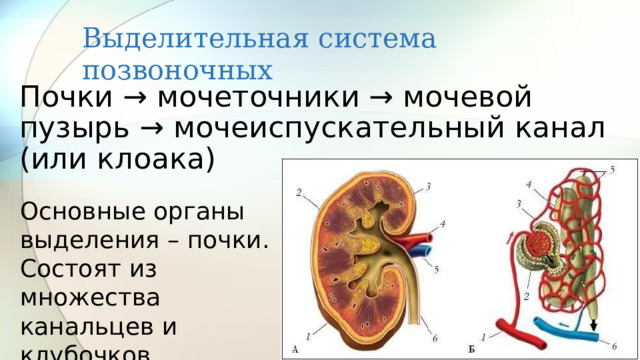 Выделительная система позвоночных Почки → мочеточники → мочевой пузырь → мочеиспускательный канал (или клоака) Основные органы выделения – почки. Состоят из множества канальцев и клубочков 