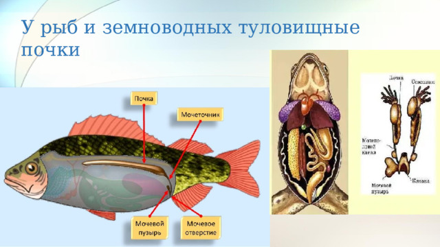 У рыб и земноводных туловищные почки 