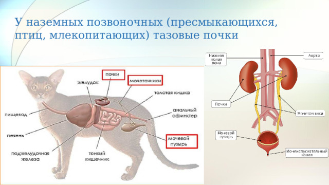 У наземных позвоночных (пресмыкающихся, птиц, млекопитающих) тазовые почки 