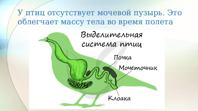 У птиц отсутствует мочевой пузырь. Это облегчает массу тела во время полета 