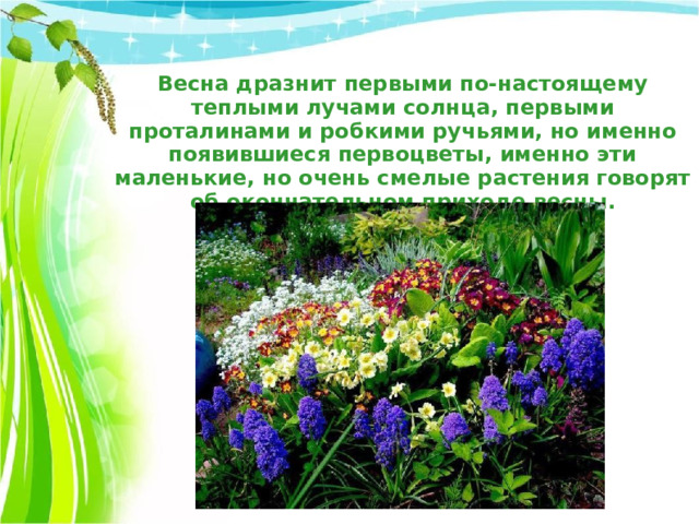 Весна дразнит первыми по-настоящему теплыми лучами солнца, первыми проталинами и робкими ручьями, но именно появившиеся первоцветы, именно эти маленькие, но очень смелые растения говорят об окончательном приходе весны. 