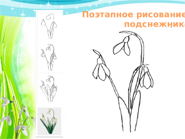 Поэтапное рисование подснежника 