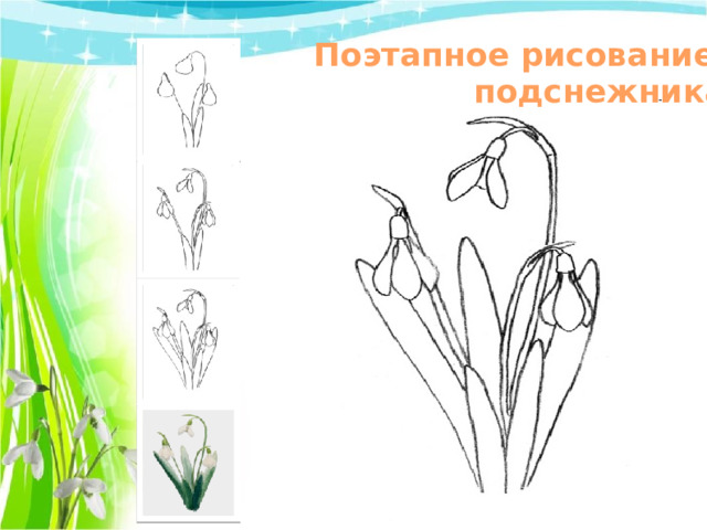 Поэтапное рисование подснежника 