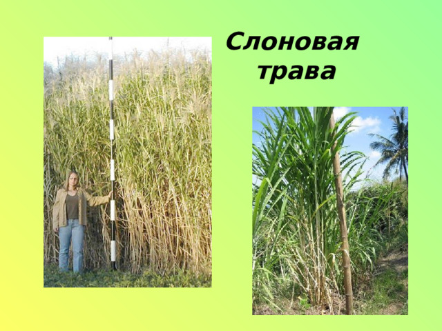 Слоновая трава   