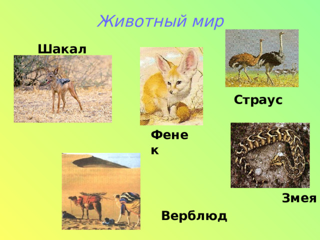 Животный мир   Шакал Страус Фенек Змея Верблюд 