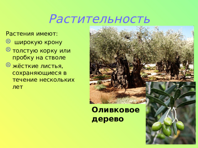 Растительность Растения имеют:  широкую крону толстую корку или пробку на стволе жёсткие листья, сохраняющиеся в течение нескольких лет Оливковое дерево 