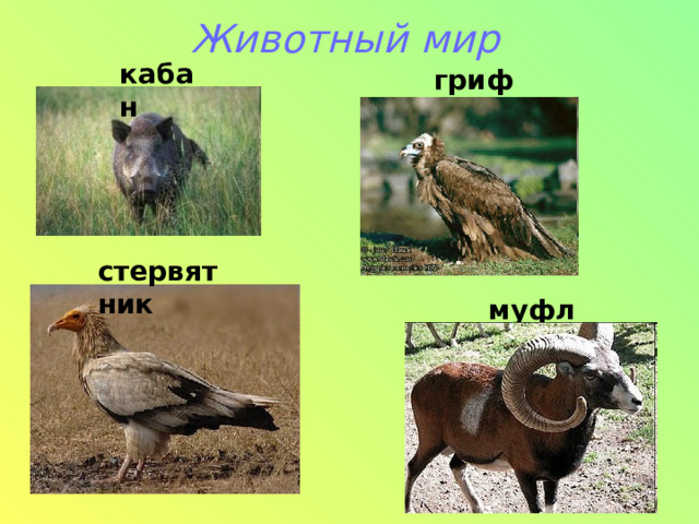 Животный мир   кабан гриф стервятник муфлон 