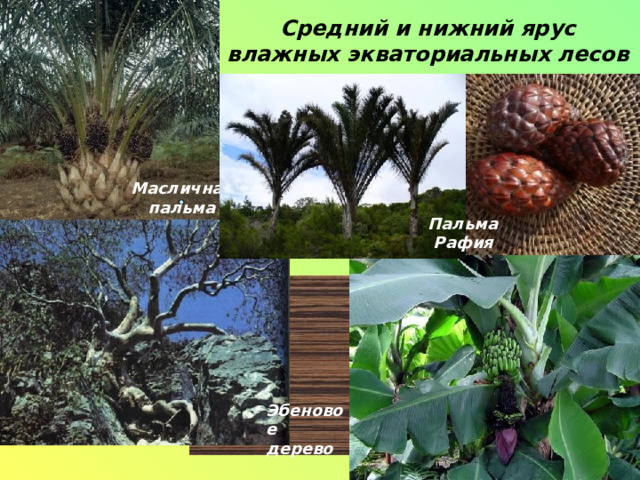 Средний и нижний ярус влажных экваториальных лесов Масличная пальма Пальма  Рафия Эбеновое дерево   