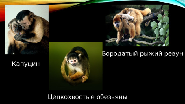 Капуцин Бородатый рыжий ревун Цепкохвостые обезьяны  