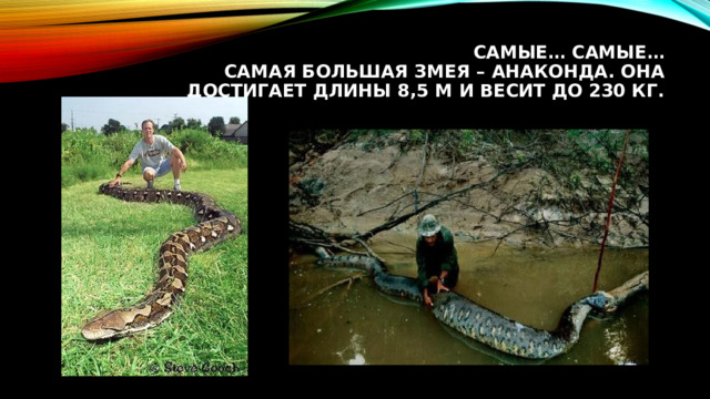Самые… самые…  Самая большая змея – анаконда. Она достигает длины 8,5 м и весит до 230 кг.   