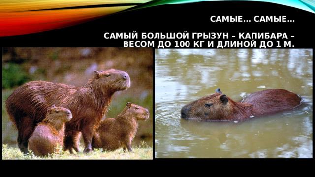 Самые… самые…   Самый большой грызун – Капибара –весом до 100 кг и длиной до 1 м.   