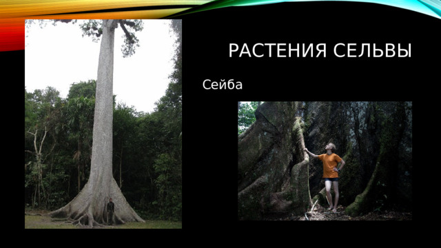 Растения сельвы Сейба  