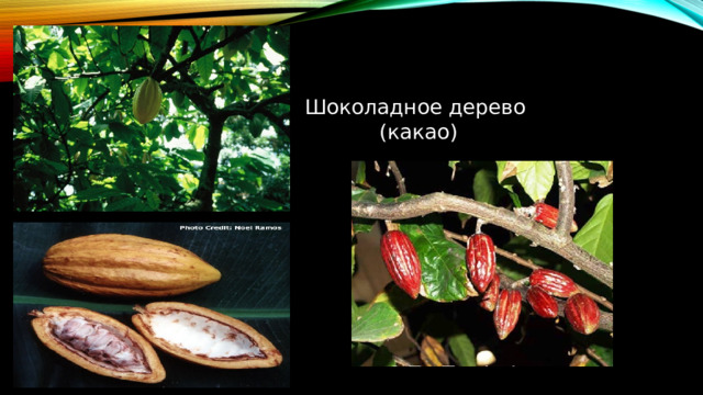 Шоколадное дерево (какао)  