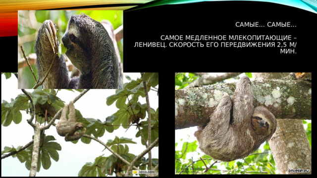 Самые… самые…   Самое медленное млекопитающие – ленивец. Скорость его передвижения 2,5 м/мин.    
