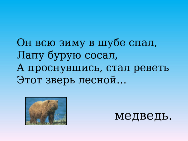 Он всю зиму в шубе спал, Лапу бурую сосал, А проснувшись, стал реветь Этот зверь лесной…   медведь. 
