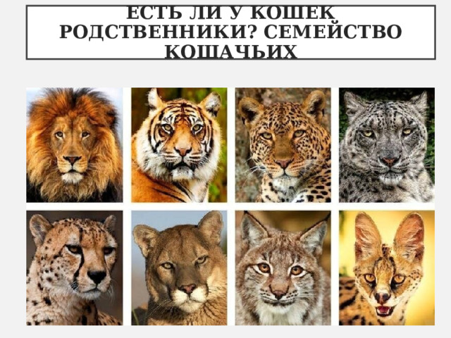 ЕСТЬ ЛИ У КОШЕК РОДСТВЕННИКИ? СЕМЕЙСТВО КОШАЧЬИХ 