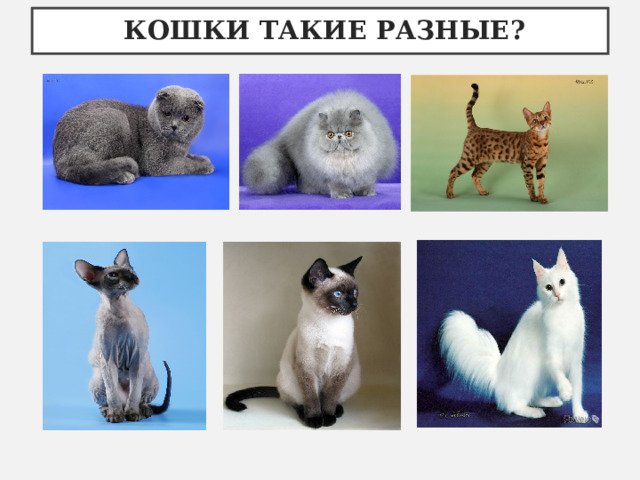  КОШКИ ТАКИЕ РАЗНЫЕ? 