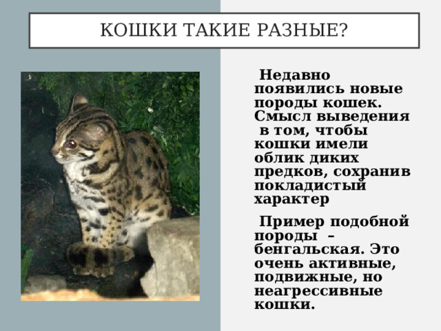 КОШКИ ТАКИЕ РАЗНЫЕ?  Недавно появились новые породы кошек. Смысл выведения в том, чтобы кошки имели облик диких предков, сохранив покладистый характер  Пример подобной породы – бенгальская. Это очень активные, подвижные, но неагрессивные кошки.  