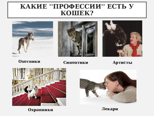 КАКИЕ ''ПРОФЕССИИ'' ЕСТЬ У КОШЕК? Охотники Синоптики Артисты Лекари Охранники 