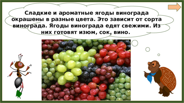 Сладкие и ароматные ягоды винограда окрашены в разные цвета. Это зависит от сорта винограда. Ягоды винограда едят свежими. Из них готовят изюм, сок, вино. 