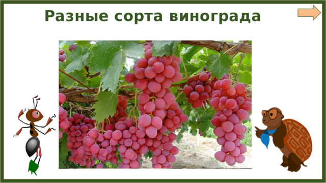 Разные сорта винограда 
