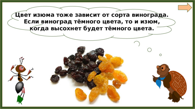 Цвет изюма тоже зависит от сорта винограда. Если виноград тёмного цвета, то и изюм, когда высохнет будет тёмного цвета. 
