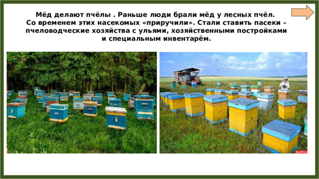 Мёд делают пчёлы . Раньше люди брали мёд у лесных пчёл. Со временем этих насекомых «приручили». Стали ставить пасеки – пчеловодческие хозяйства с ульями, хозяйственными постройками и специальным инвентарём. 