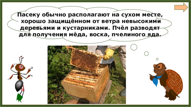 Пасеку обычно располагают на сухом месте,  хорошо защищённом от ветра невысокими деревьями и кустарниками. Пчёл разводят для получения мёда, воска, пчелиного яда. 