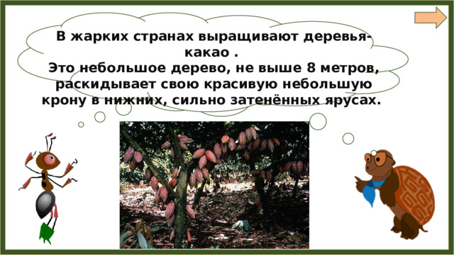 В жарких странах выращивают деревья-какао . Это небольшое дерево, не выше 8 метров, раскидывает свою красивую небольшую крону в нижних, сильно затенённых ярусах. Ребята, а вы знаете,  откуда берутся шоколад, изюм и мёд ? 