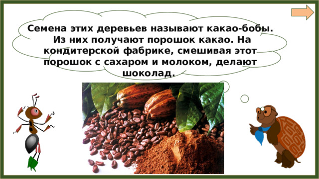 Семена этих деревьев называют какао-бобы.  Из них получают порошок какао. На кондитерской фабрике, смешивая этот порошок с сахаром и молоком, делают шоколад. 