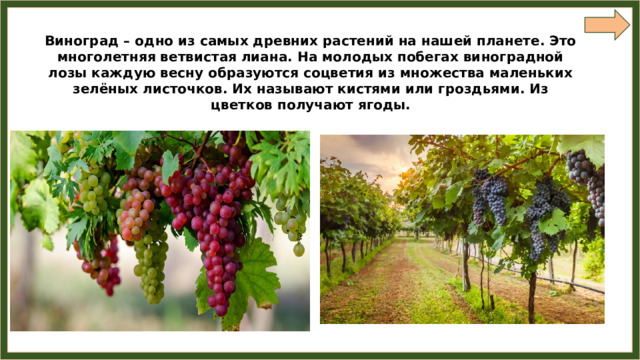 Виноград – одно из самых древних растений на нашей планете. Это многолетняя ветвистая лиана. На молодых побегах виноградной лозы каждую весну образуются соцветия из множества маленьких зелёных листочков. Их называют кистями или гроздьями. Из цветков получают ягоды. 