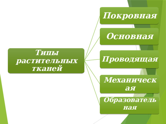 Покровная Основная Типы растительных тканей Проводящая Механическая Образовательная 