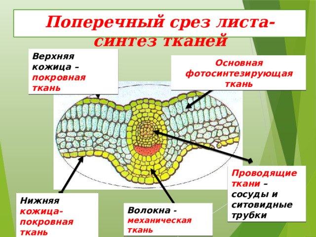 Поперечный срез листа- синтез тканей Верхняя кожица – покровная ткань Основная фотосинтезирующая ткань Проводящие ткани – сосуды и ситовидные трубки Нижняя кожица-покровная ткань Волокна - механическая ткань  