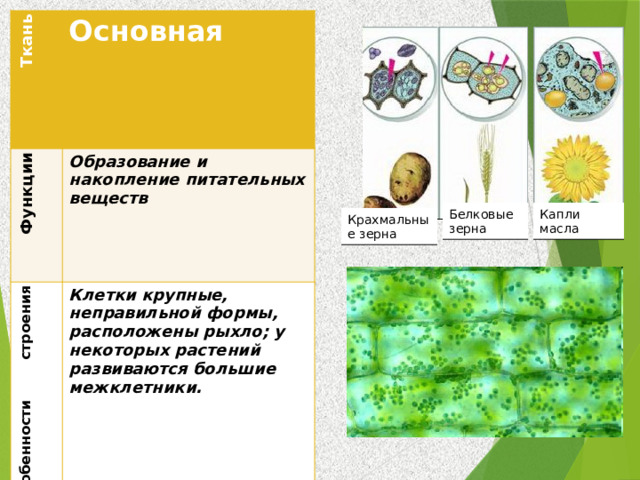  Ткань Основная  Функции  Особенности строения Образование и накопление питательных веществ Месторасположение Клетки крупные, неправильной формы, расположены рыхло; у некоторых растений развиваются большие межклетники. Мякоть листьев, стеблей. корней. Капли масла Белковые зерна Крахмальные зерна 
