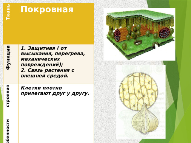  Ткань Покровная  Функции  Особенности строения 1. Защитная ( от высыхания, перегрева, механических повреждений); Месторасположение Клетки плотно прилегают друг у другу. 2. Связь растения с внешней средой. На границе с внешней средой 