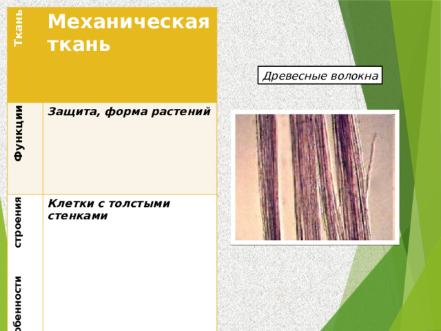  Ткань Механическая ткань  Функции  Особенности строения Защита, форма растений Месторасположение Клетки с толстыми стенками В всех частях растения Древесные волокна 
