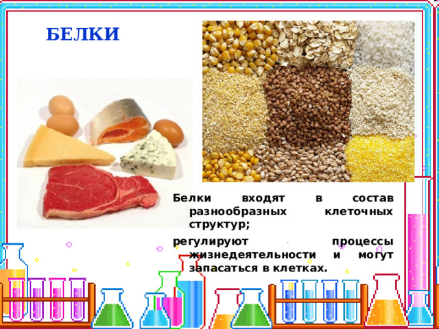 БЕЛКИ Белки входят в состав разнообразных клеточных структур; регулируют процессы жизнедеятельности и могут запасаться в клетках. 