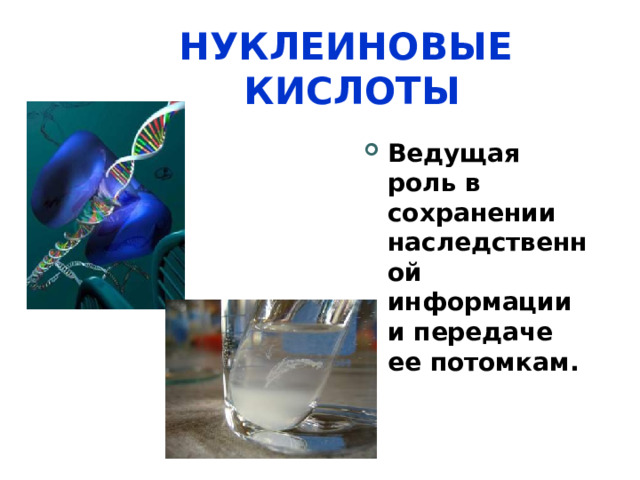 НУКЛЕИНОВЫЕ КИСЛОТЫ Ведущая роль в сохранении наследственной информации и передаче ее потомкам.  34 34 