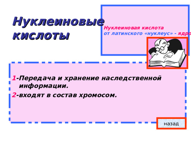 Нуклеиновая кислота  от латинского «нуклеус» - ядро . Нуклеиновые  кислоты  1 -Передача и хранение наследственной информации. 2 -входят в состав хромосом. назад 