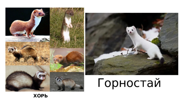 Горностай ХОРЬ 