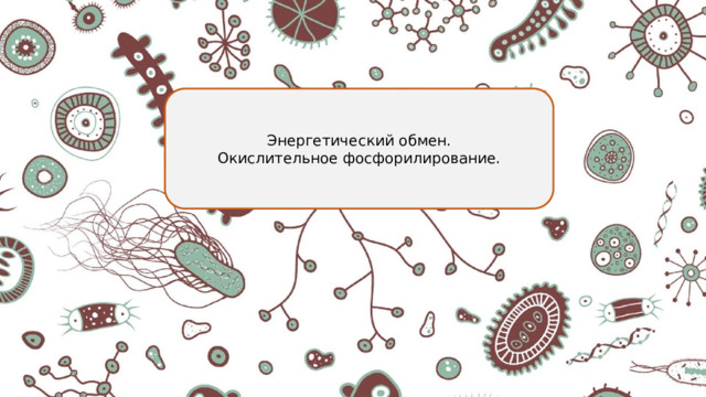 Энергетический обмен. Окислительное фосфорилирование. 