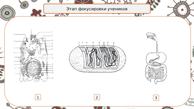 Этап фокусировки учеников 1 2 3 