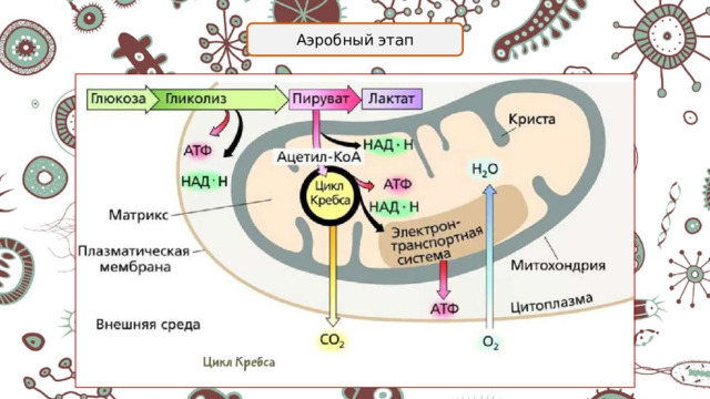 Аэробный этап 