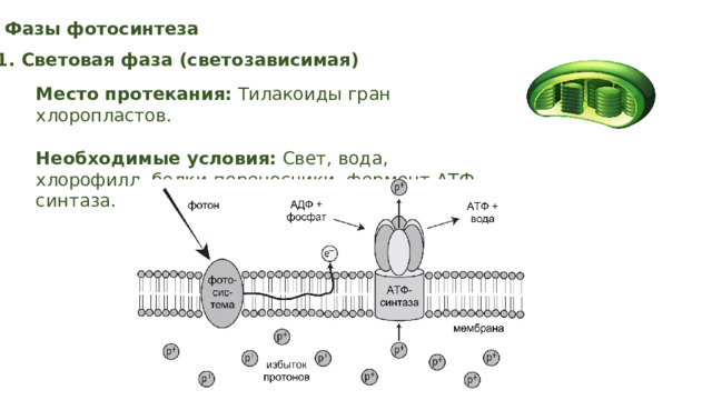 Фазы фотосинтеза 1. Световая фаза (светозависимая) Место протекания: Тилакоиды гран хлоропластов. Необходимые условия: Свет, вода, хлорофилл, белки-переносчики, фермент АТФ-синтаза. 