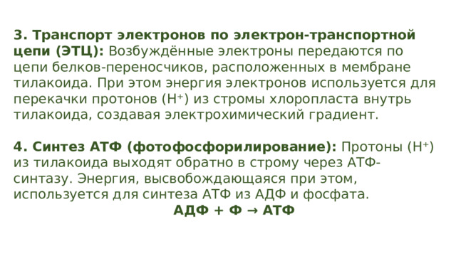 3. Транспорт электронов по электрон-транспортной цепи (ЭТЦ): Возбуждённые электроны передаются по цепи белков-переносчиков, расположенных в мембране тилакоида. При этом энергия электронов используется для перекачки протонов (H⁺) из стромы хлоропласта внутрь тилакоида, создавая электрохимический градиент. 4. Синтез АТФ (фотофосфорилирование): Протоны (H⁺) из тилакоида выходят обратно в строму через АТФ-синтазу. Энергия, высвобождающаяся при этом, используется для синтеза АТФ из АДФ и фосфата. АДФ + Ф → АТФ 
