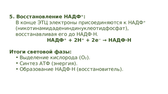 5. Восстановление НАДФ⁺: В конце ЭТЦ электроны присоединяются к НАДФ⁺ (никотинамидадениндинуклеотидфосфат), восстанавливая его до НАДФ·H. НАДФ⁺ + 2H⁺ + 2e⁻ → НАДФ·H Итоги световой фазы: Выделение кислорода (O₂). Синтез АТФ (энергия). Образование НАДФ·H (восстановитель). Выделение кислорода (O₂). Синтез АТФ (энергия). Образование НАДФ·H (восстановитель). 