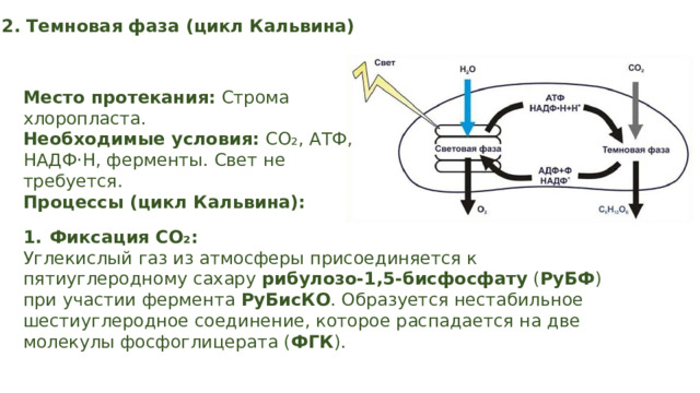 2. Темновая фаза (цикл Кальвина) Место протекания: Строма хлоропласта. Необходимые условия: CO₂, АТФ, НАДФ·H, ферменты. Свет не требуется. Процессы (цикл Кальвина): Фиксация CO₂: Углекислый газ из атмосферы присоединяется к пятиуглеродному сахару рибулозо-1,5-бисфосфату ( РуБФ ) при участии фермента РуБисКО . Образуется нестабильное шестиуглеродное соединение, которое распадается на две молекулы фосфоглицерата ( ФГК ). 